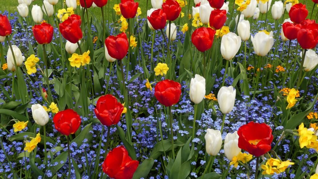 Flowers to Bloom