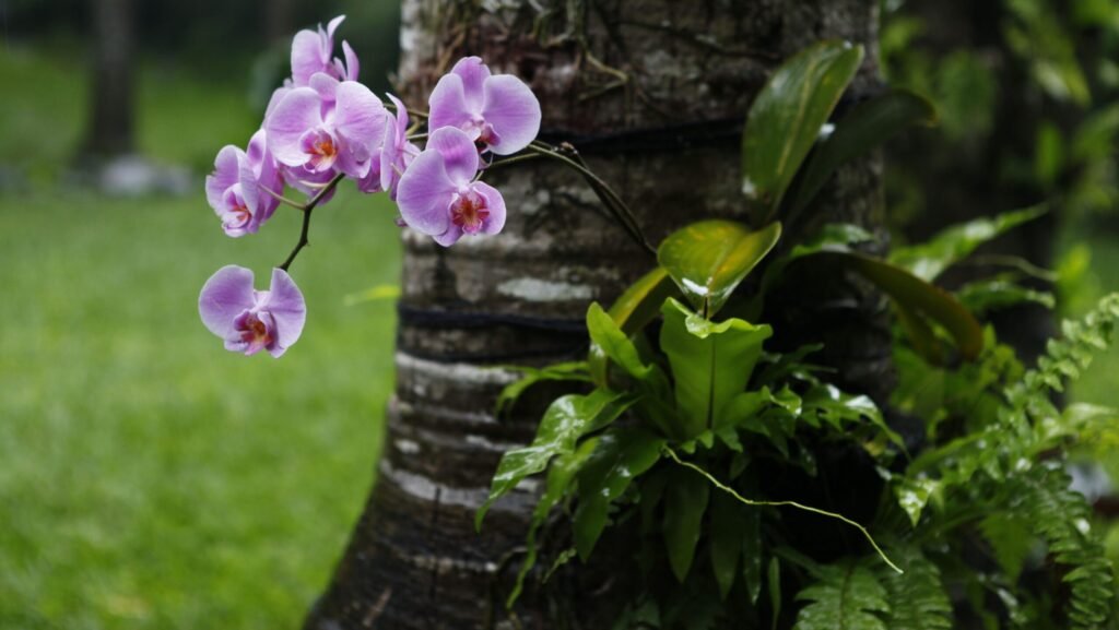 Orchids to Bloom2