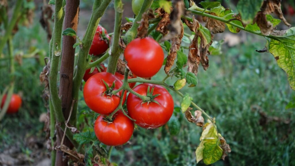 Tomatoes to Grow