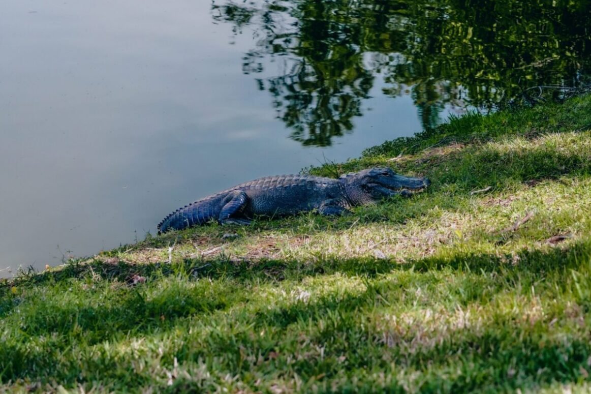Florida alligator resting on green grass beneath a tree beside a lake