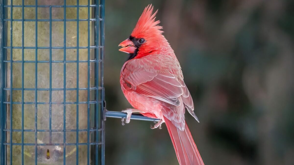 Northern cardinal perched in a Florida backyard