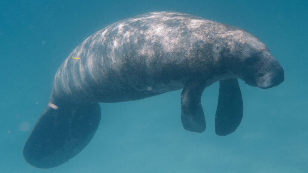 Florida manatee swimming in clear blue water
