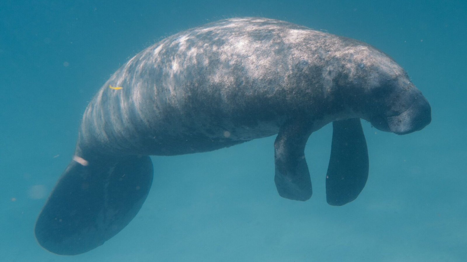 Florida manatee swimming in clear blue water