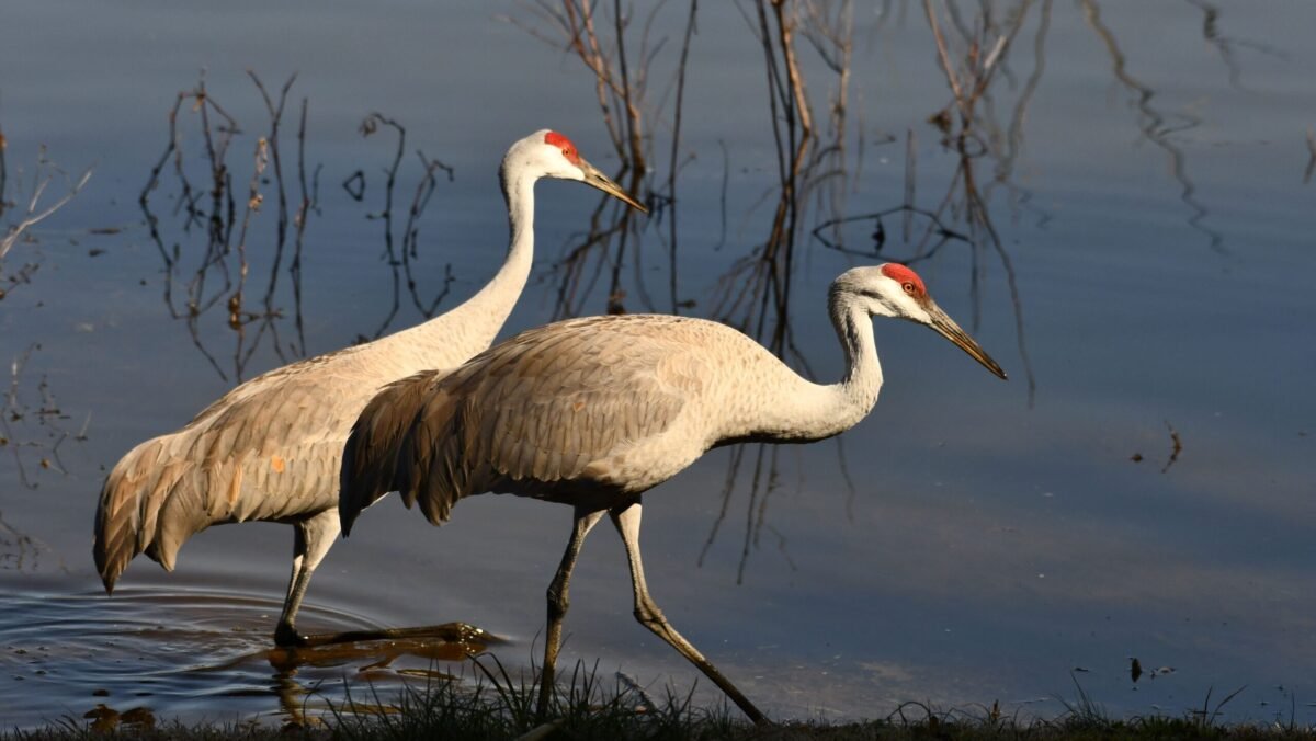 Two sandhill cranes standing together in Florida
